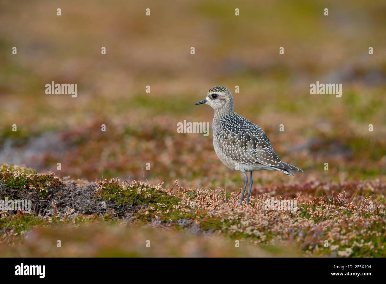 Un giovane amante d'oro americano (Pluvialis dominica) su Castle Down, Tresco, Isole di Scilly, nel mese di ottobre Foto Stock