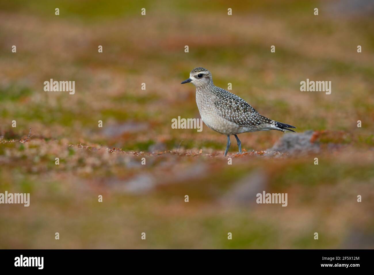 Un giovane amante d'oro americano (Pluvialis dominica) su Castle Down, Tresco, Isole di Scilly, nel mese di ottobre Foto Stock