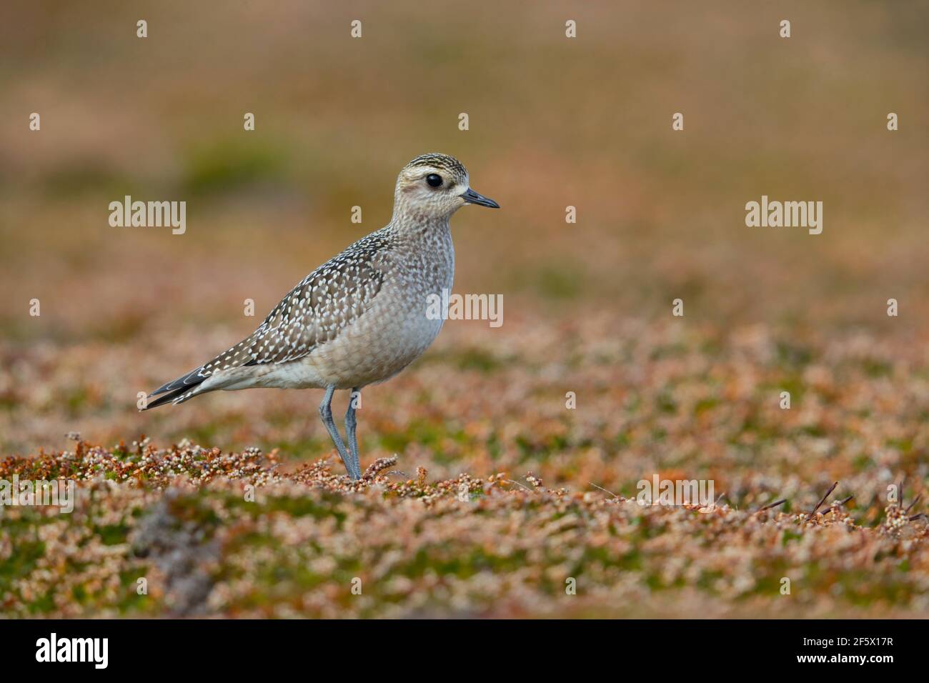 Un giovane amante d'oro americano (Pluvialis dominica) su Castle Down, Tresco, Isole di Scilly, nel mese di ottobre Foto Stock