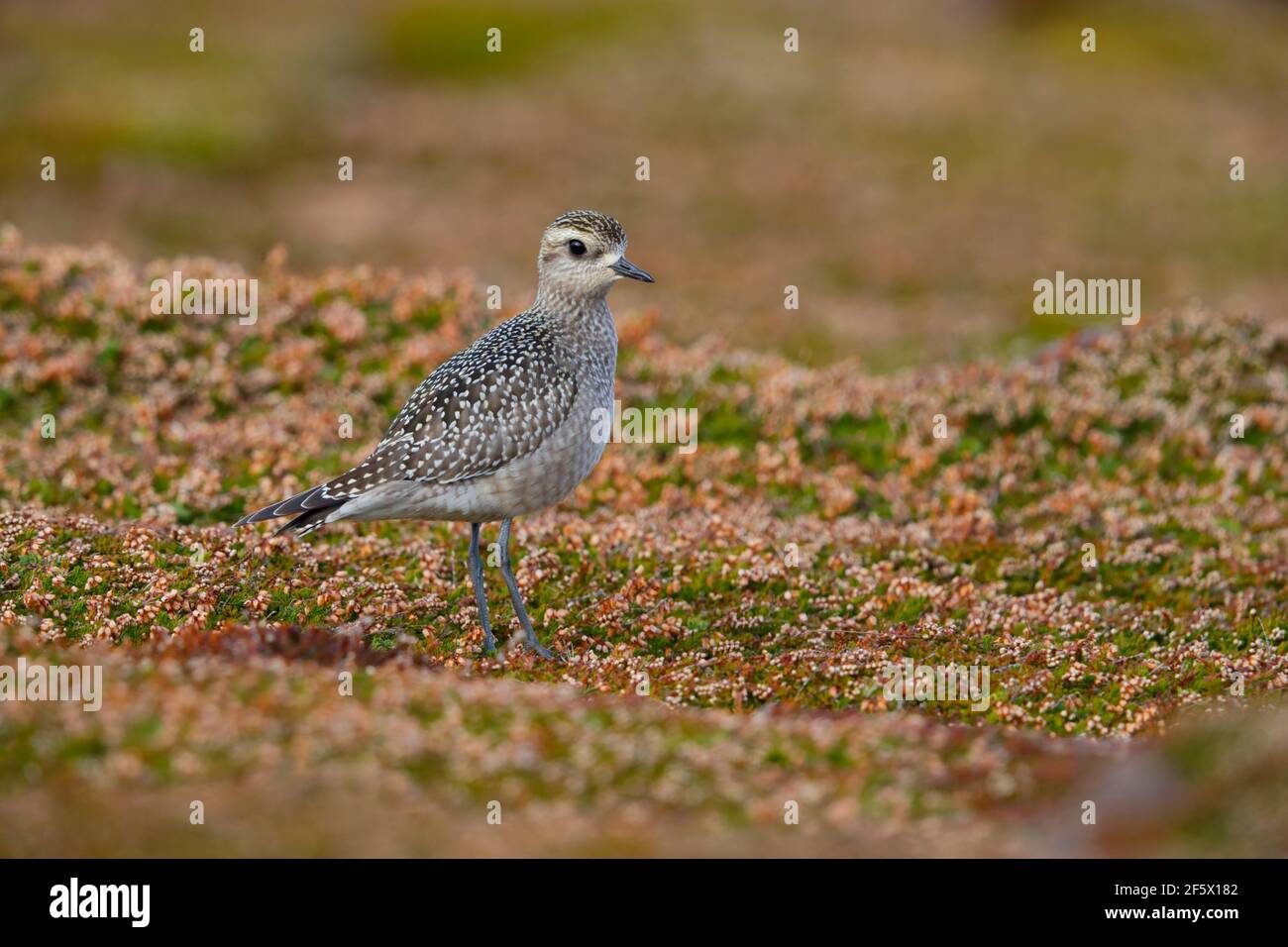 Un giovane amante d'oro americano (Pluvialis dominica) su Castle Down, Tresco, Isole di Scilly, nel mese di ottobre Foto Stock