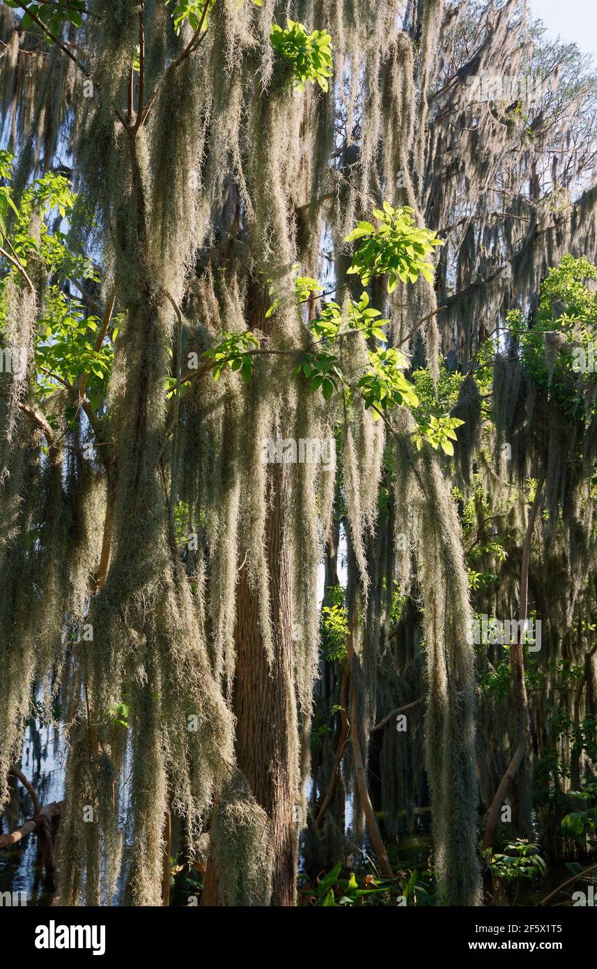 Muschio spagnolo appeso, alberi, natura, luce dell'ora d'oro, delicato, Circle B Bar Reserve, Tillandsia usneoides, Florida, Lakeland, FL, molla Foto Stock