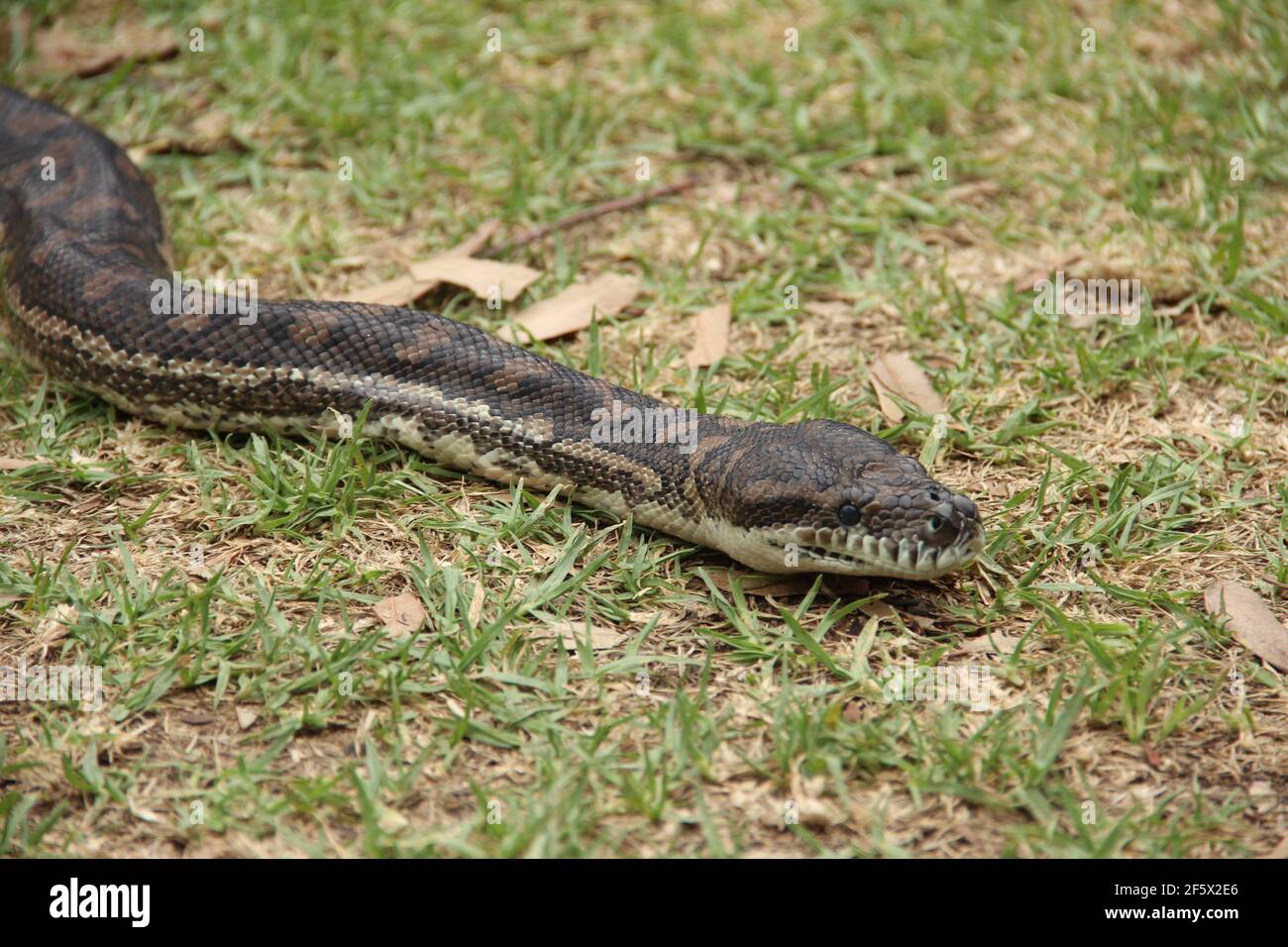 Un python tappeto vicino a Barwon Heads a Victoria, Australia Foto Stock