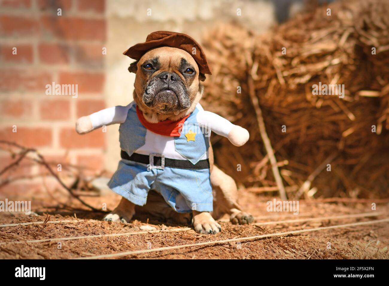Il cane Bulldog francese indossa un costume da cowboy di Halloween con braccia e pantaloni falsi davanti alla balla di fieno Foto Stock