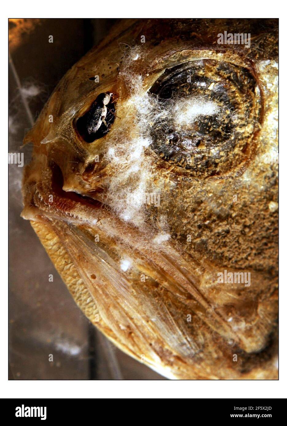 Beetles che mangia carne, Dermetes maculatus o Hide Beetles, fino a 10 mm di lunghezza sarà fare la loro casa dietro le quinte al Museo di Storia Naturale, dove il loro lavoro brutto sarà quello di ridurre gli animali interi a scheletri. Nelle fotografie gli scarabei ottengono il loro primo pasto, un pesce rugoso arancione (Hoplostethus atlanticus). Il Museo ha più di un milione di scheletri interi e in parte animali. L'uso di coleotteri preserva ogni aspetto dello scheletro a differenza di sostanze chimiche che penetrano le ossa rendendole fragili e distruggendo le informazioni molecolari che hanno tenuto.pic David Sandison 24/8/2004 Foto Stock