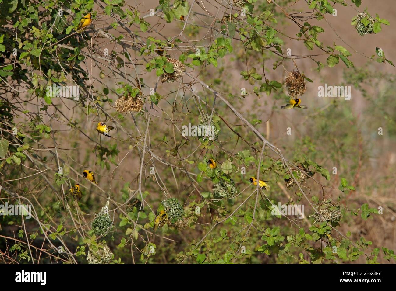 Ruppell's Weaver (Ploceus galbula) maschi a colonia Awash NP, Etiopia Aprile Foto Stock