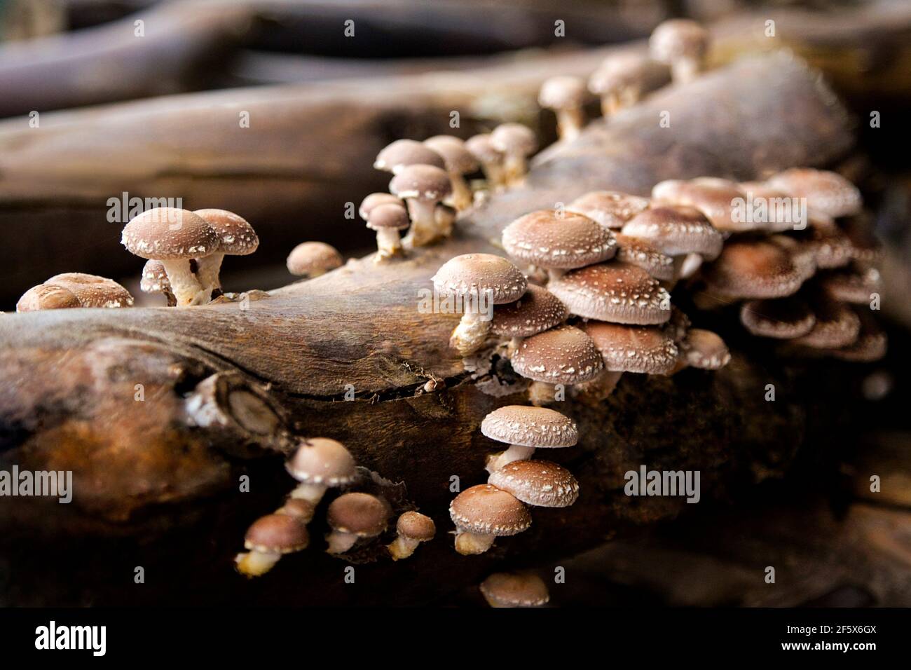 Funghi shiitake che crescono su tronchi di legno. Si tratta di una tecnica di produzione agricola per funghi shiitake biologici Foto Stock