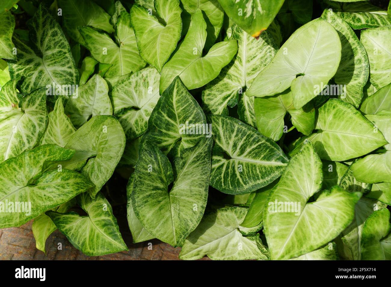 Bel fogliame di colore verde calce del Caladium Foto Stock