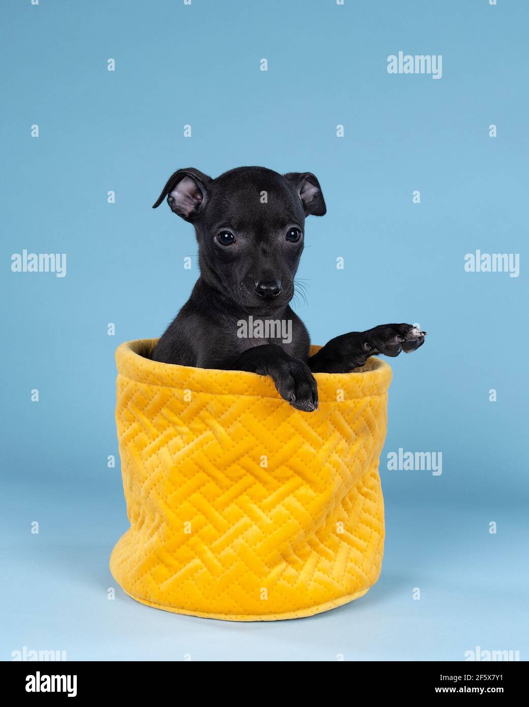 Nero italiano levriero cucito in un cesto giallo contro uno sfondo blu Foto Stock