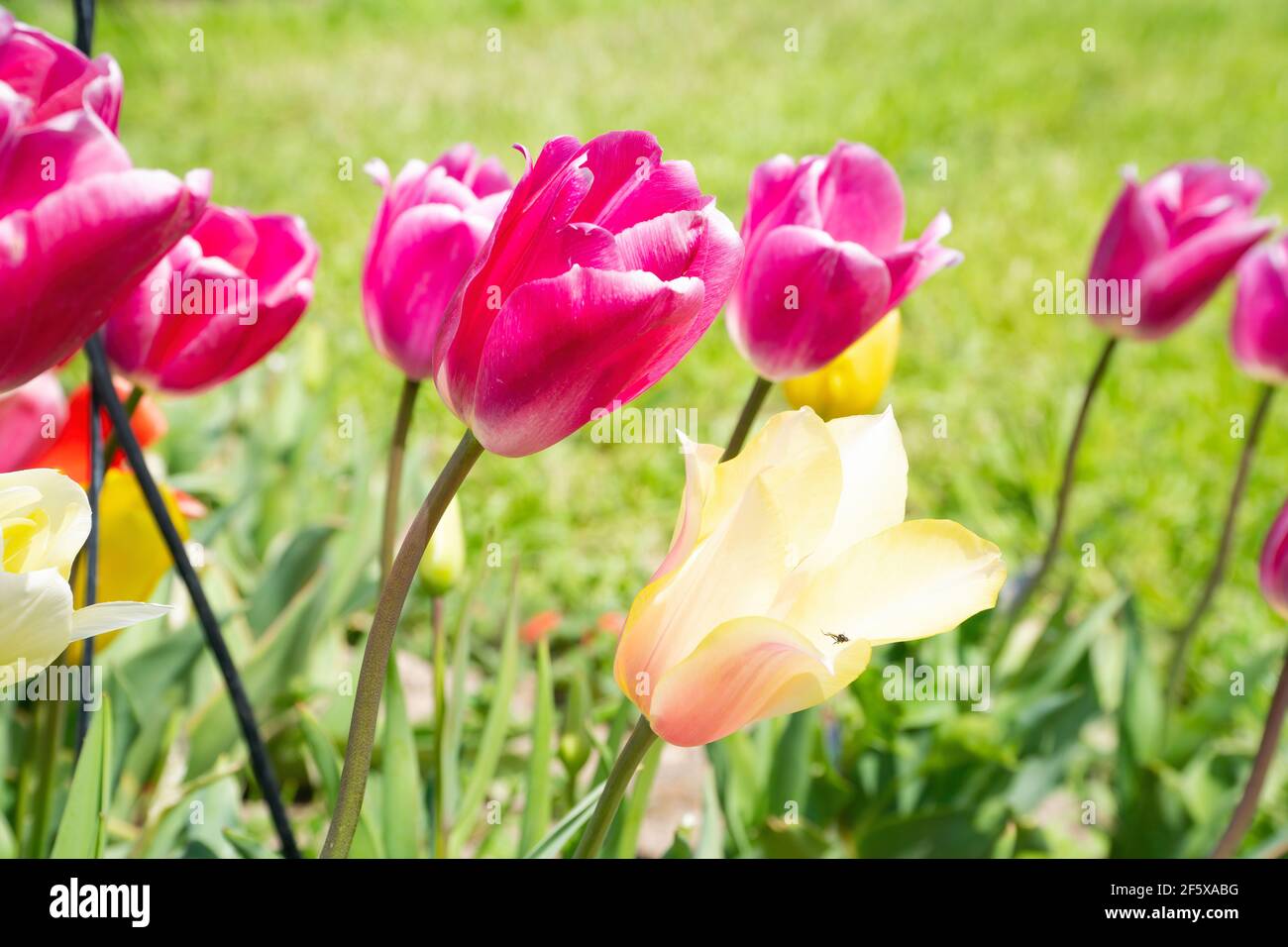 Una serie di tulipani rosa e giallo in un prato fiorito verde. Messa a fuoco centrale, soggetto su sfondo sfocato. Scatto perfetto per piante, tulipani, primavera An Foto Stock