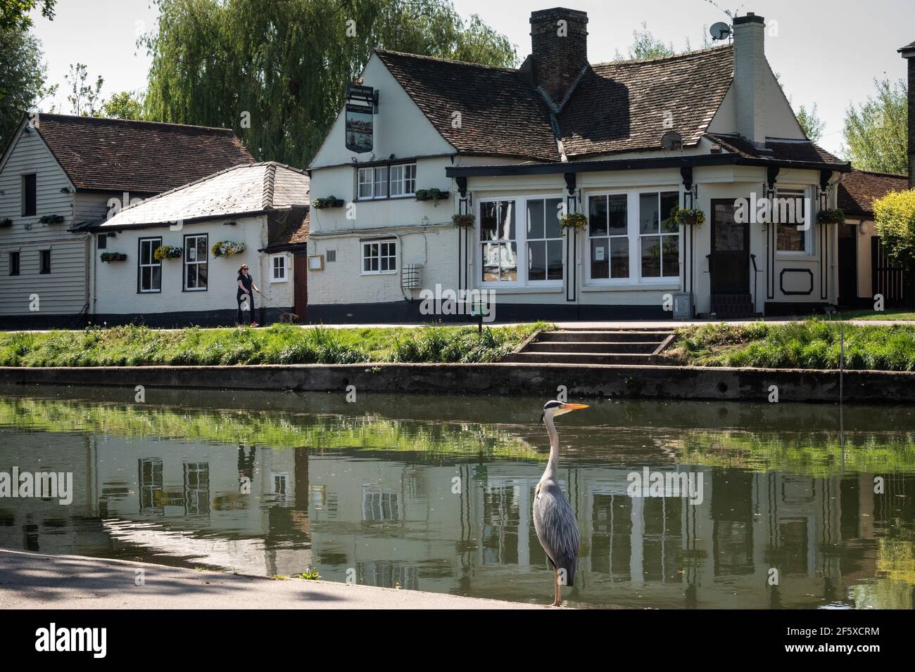 Heron sulla riva del fiume Cam guardando oltre il pub sul fiume Fort St. George a Cambridge, Inghilterra Foto Stock