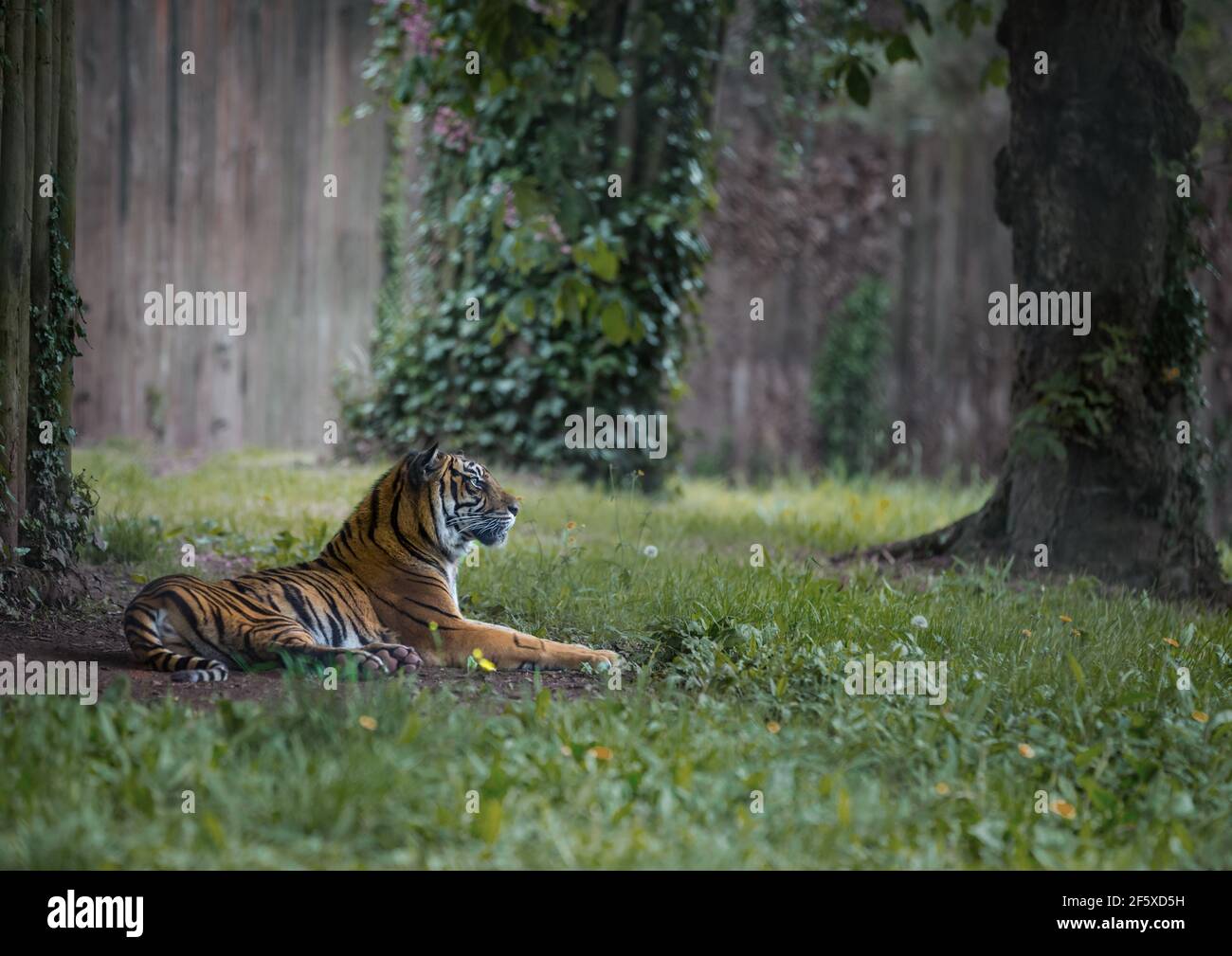 Tiger [ Panthera tigris tigris ] fotografato attraverso la finestra acrilica a Paignton Zoo, Devon, UK Foto Stock