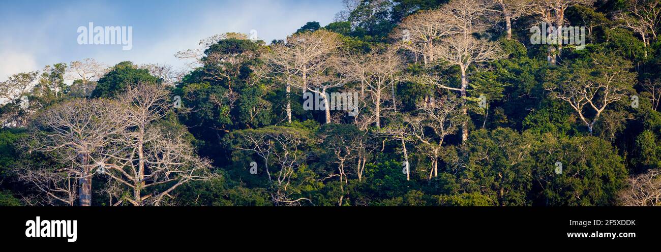 Luce serale su grandi alberi di cuipo, Cavanillesia platanifolia, sul lato orientale del Rio Chagres nel parco nazionale di Soberania, Repubblica di Panama. Foto Stock