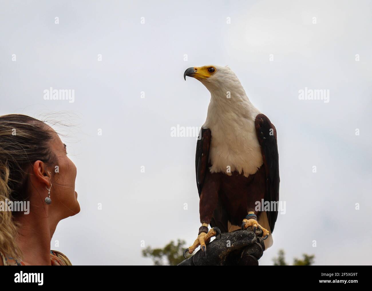 Aquila di pesce africano (cantante Haliaeetus) su una mano donna´s, in uno spettacolo di uccelli rapaci in un parco a tema ad Alentejo, Portogallo. Foto Stock