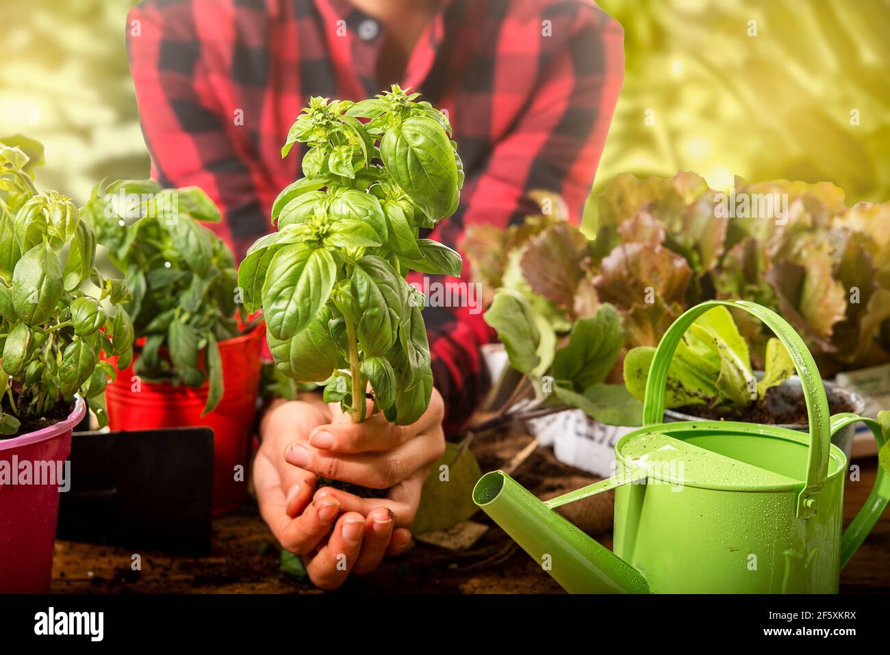 giardiniere nel vivaio transpiante piccolo basilico pianta concetto di vita sostenibile e autoproduzione Foto Stock