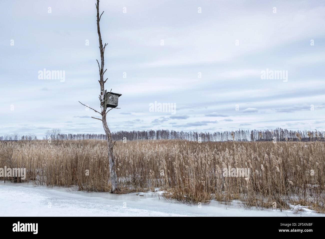 Paesaggio invernale con un lago di palude sviluppato. Foto Stock