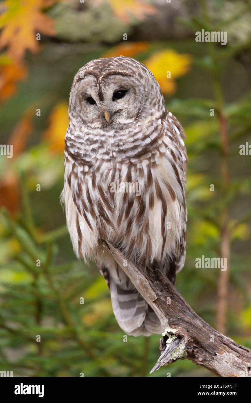 Un Barred Owl, o Hoot Owl, (Strix Varia) seduto su un ramo di albero nel New England in autunno Foto Stock