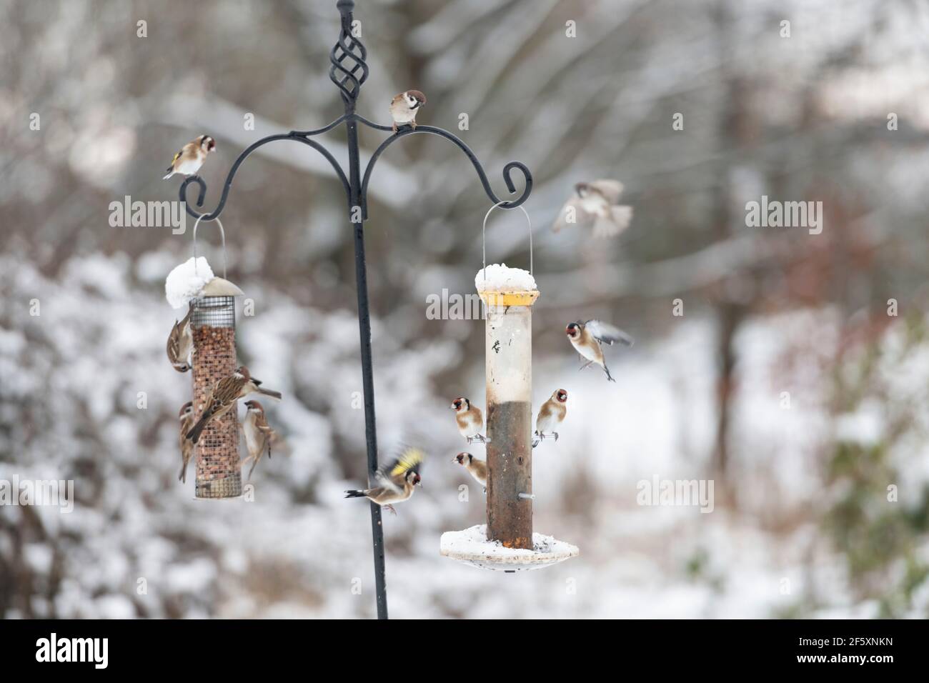 Alfine (Carduelis Carduelis) Appollaiato su un alimentatore di semi Nyger con passeri di albero (Passer Montanus) che si nutrono di arachidi su un alimentatore adiacente Foto Stock
