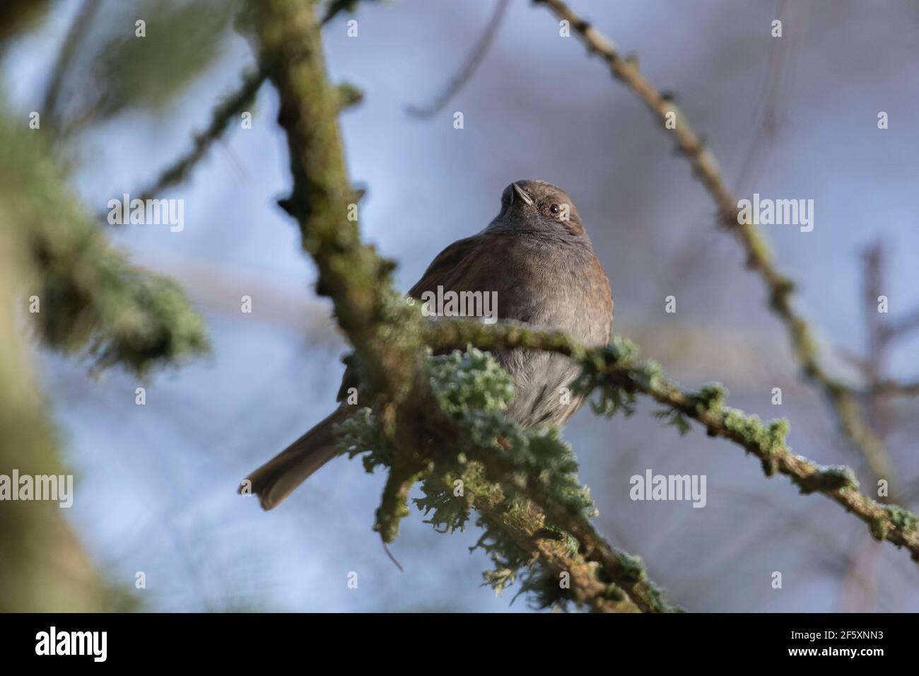 Un Dunnock, o Hedge Sparrow, (Prunella Modularis) appollaiato su un comune Larch Twig (Larix decidua) coperto di Lichen Foto Stock