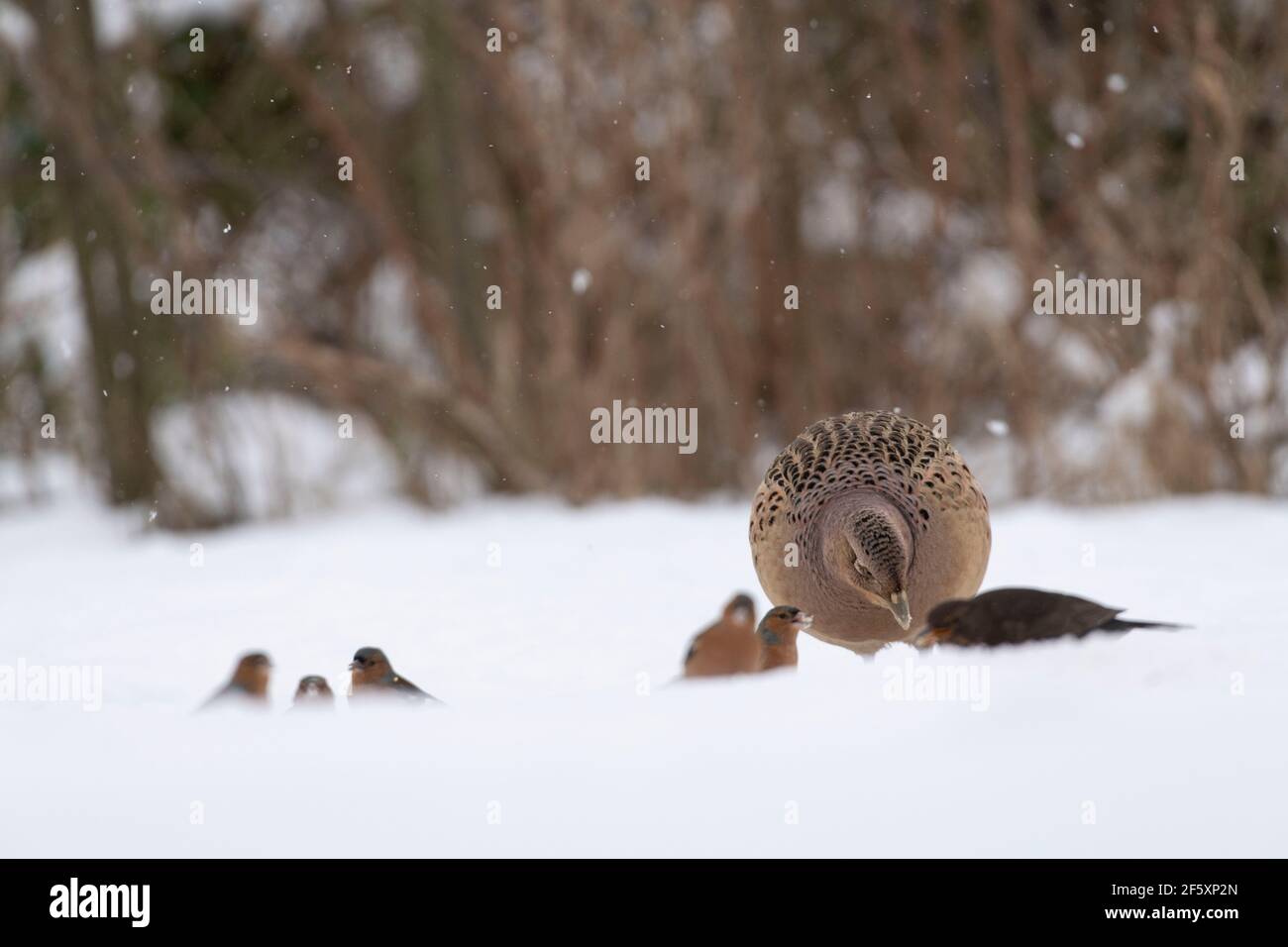 Un fagiano femmina (Phasianus Colchicus) Foraging per cibo in neve insieme a chaffinches e una femmina Blackbird Foto Stock