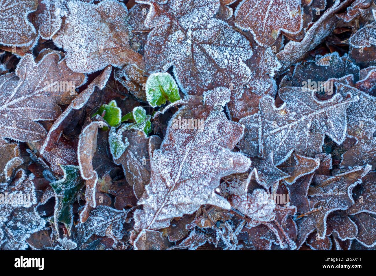 Smerigliato di foglie di quercia in inverno Foto Stock