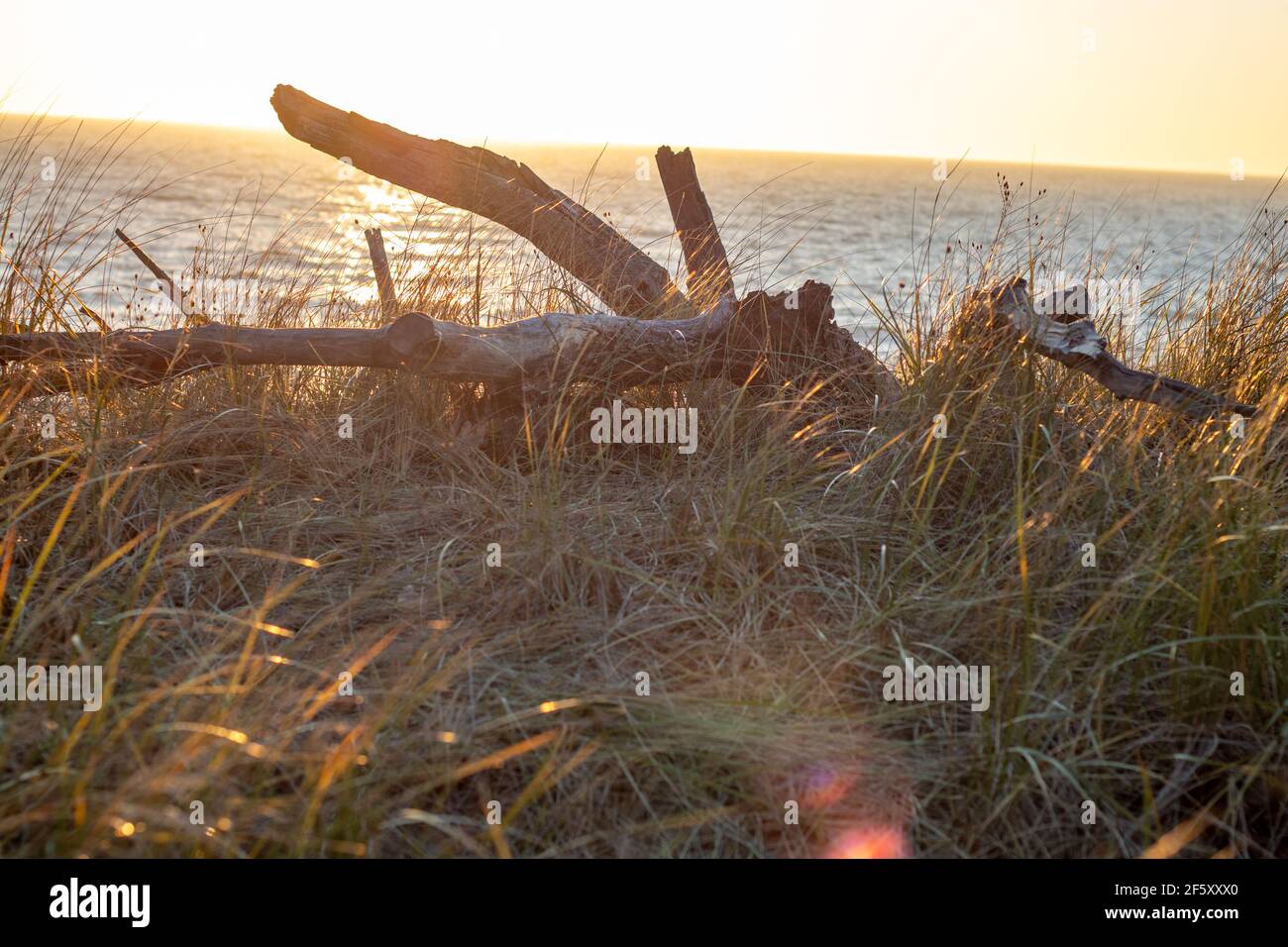 Albero caduto sulle dune del lago Michigan a Muskegon, Michigan Foto Stock