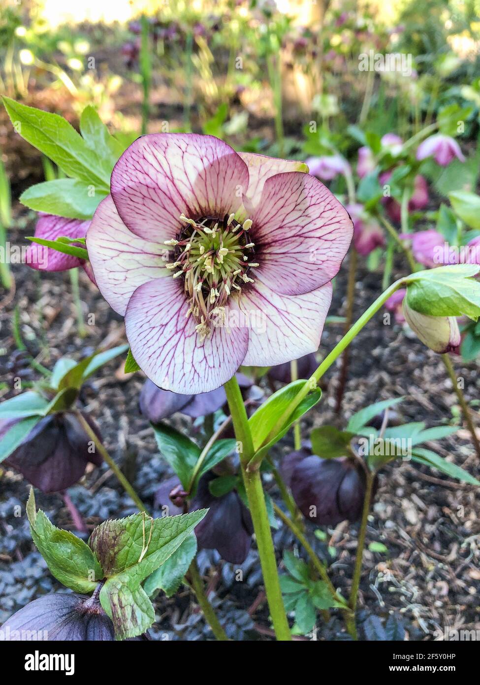 La rosa di Lenten prospera all'ombra e all'ombra parziale. Preferisce sopra-media a suolo ricco, bene-drenato con abbondanza di composto aggiunto. Foto Stock