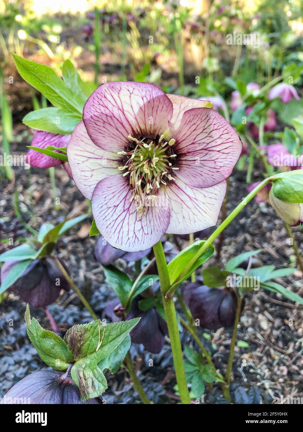 La rosa di Lenten prospera all'ombra e all'ombra parziale. Preferisce sopra-media a suolo ricco, bene-drenato con abbondanza di composto aggiunto. Foto Stock