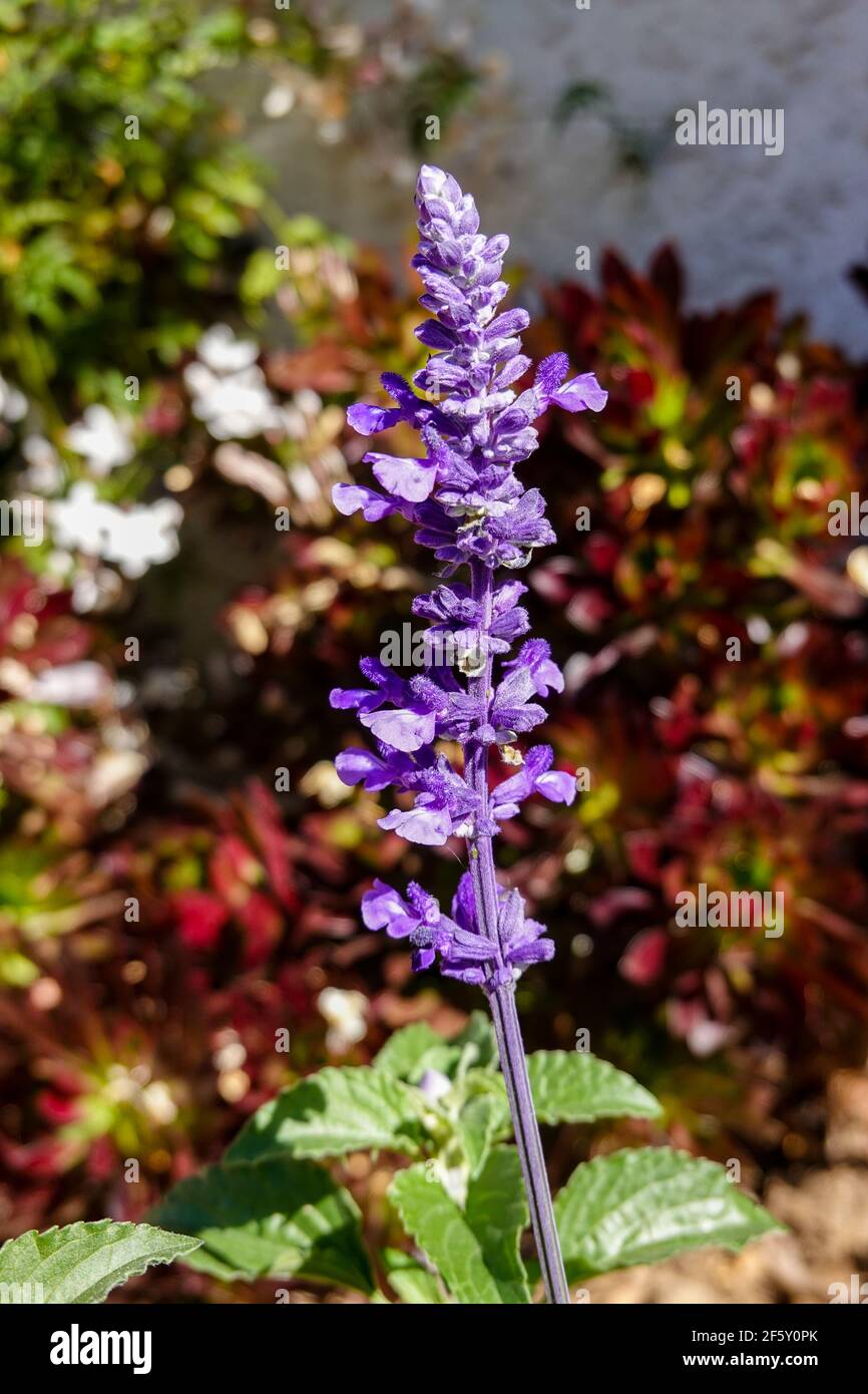 Salvia Farinacea 'Velocity Blue' comunemente noto come salvia mealycup o salvia mealy che cresce in un giardino domestico nella California meridionale, Stati Uniti Foto Stock
