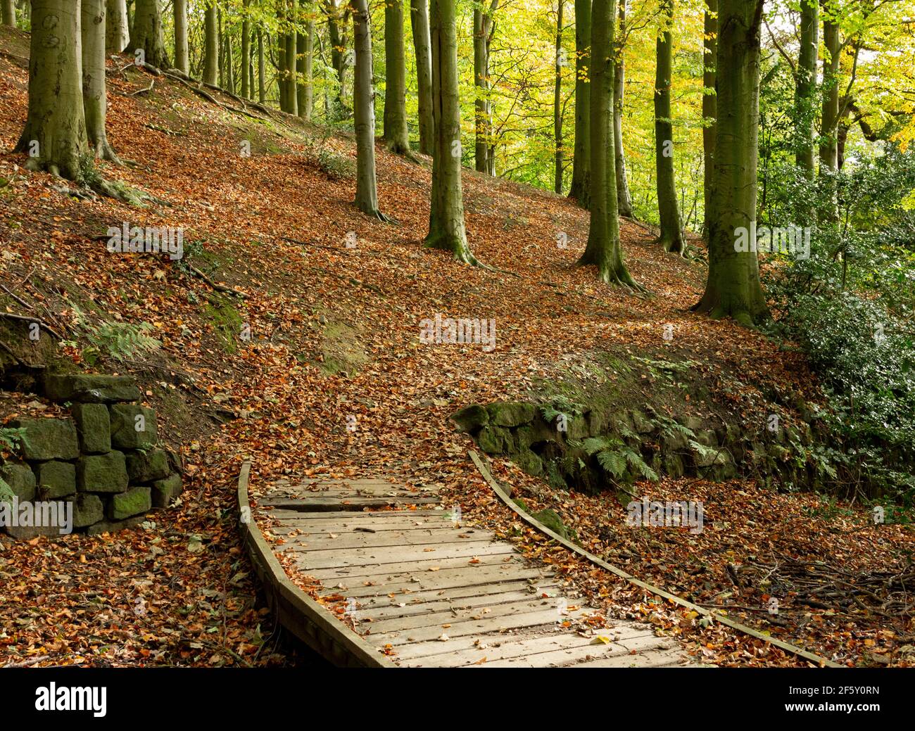 Autunno a Esholt Woods, Yorkshire, Inghilterra. Foto Stock