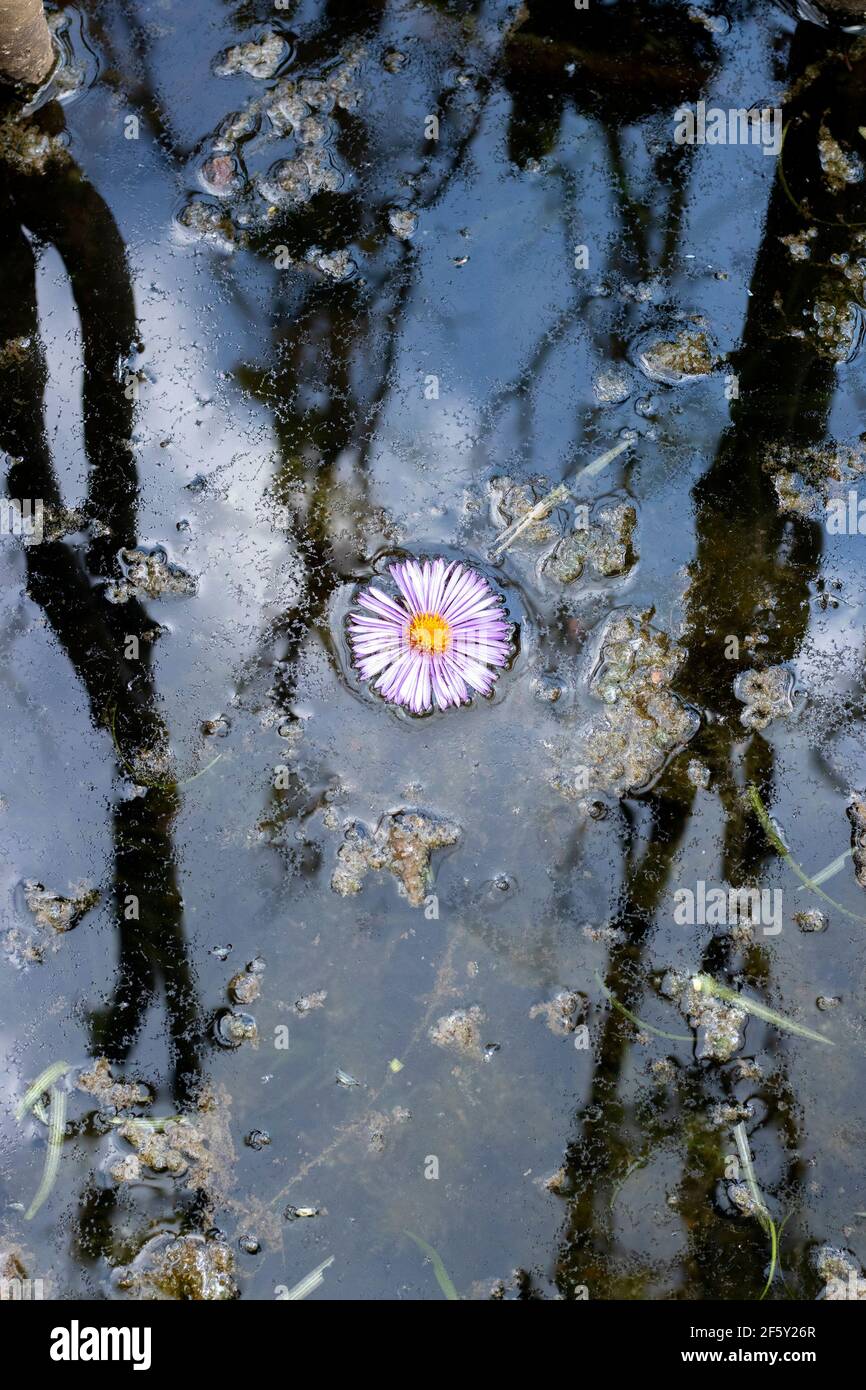 Ancora acqua in natura con riflesso di cielo e nuvole e piante naturali vita e alberi Foto Stock