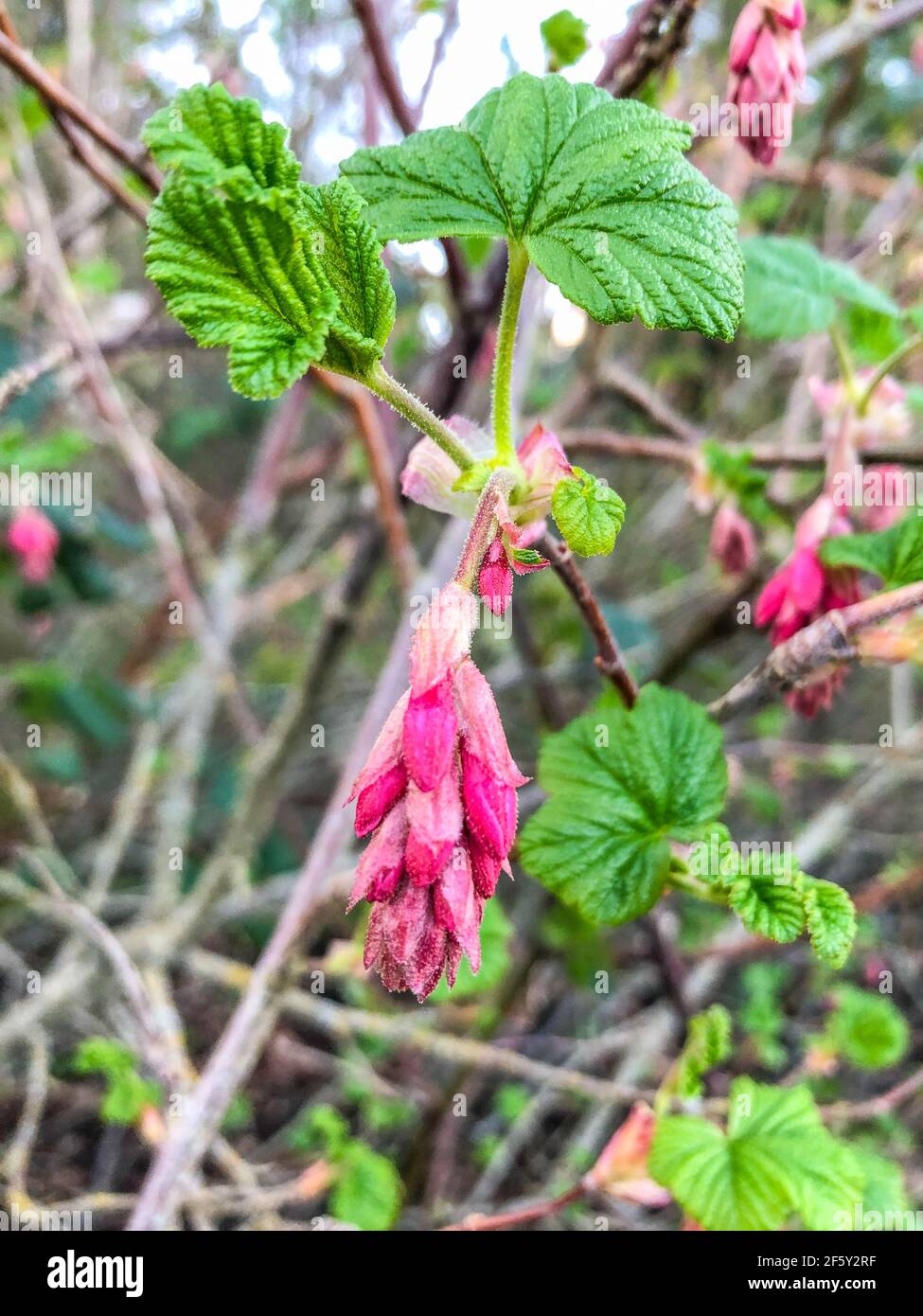 Il ribes sanguinoso (Ribes sanguineum) è una specie nordamericana di pianta fiorente nella famiglia delle Grossulariaceae, nativo degli Stati Uniti occidentali e. Foto Stock