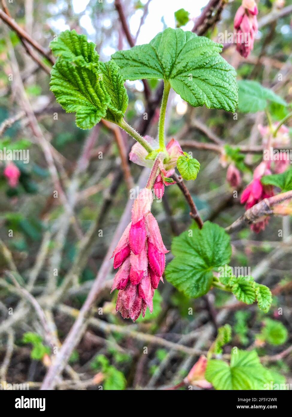 Il ribes sanguinoso (Ribes sanguineum) è una specie nordamericana di pianta fiorente nella famiglia delle Grossulariaceae, nativo degli Stati Uniti occidentali e. Foto Stock