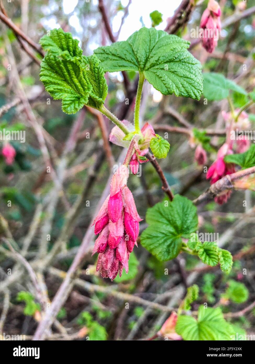 Il ribes sanguinoso (Ribes sanguineum) è una specie nordamericana di pianta fiorente nella famiglia delle Grossulariaceae, nativo degli Stati Uniti occidentali e. Foto Stock