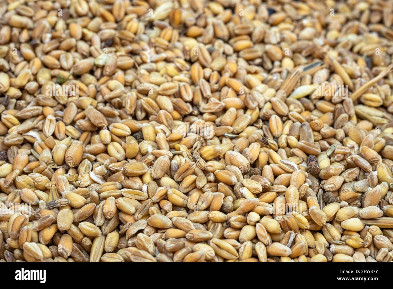 Semi di grano grani di fondo testurizzato, ingredienti alimentari crudi, prodotto agricolo Foto Stock