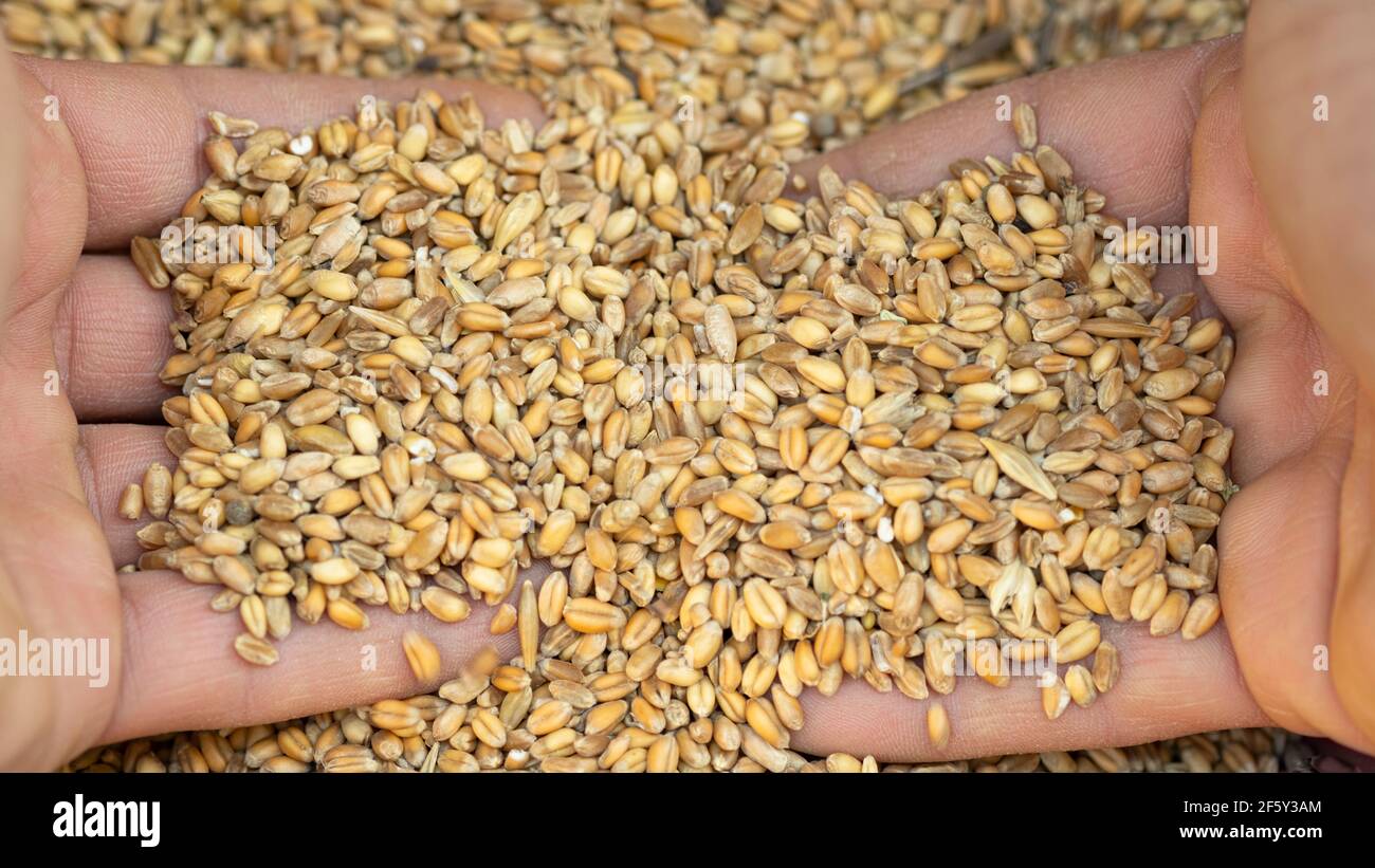 Mani dell'uomo mentre toccano i semi di grano raccolti ingredienti di cibo grainsgraw, agricolo prodotto Foto Stock