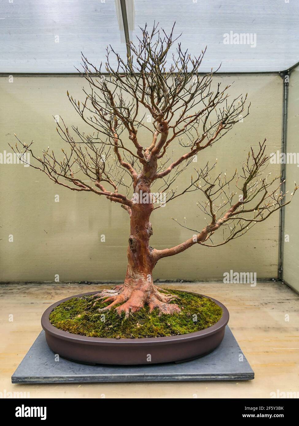Tall Stewartia (Stewartia monadelfa) è un membro della famiglia Camellia. I piccoli fiori bianchi a forma di tazza durano fino a quattro settimane e hanno petali wi Foto Stock