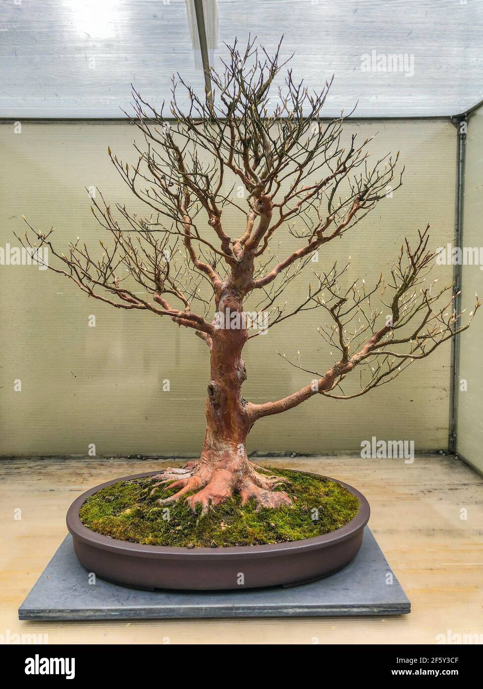 Tall Stewartia (Stewartia monadelfa) è un membro della famiglia Camellia. I piccoli fiori bianchi a forma di tazza durano fino a quattro settimane e hanno petali wi Foto Stock