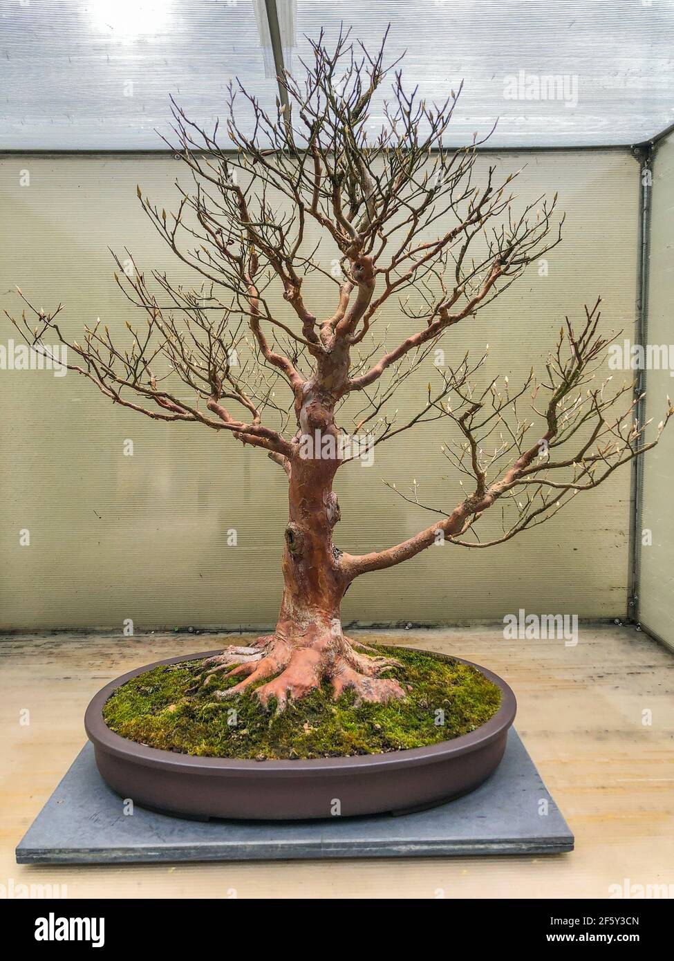 Tall Stewartia (Stewartia monadelfa) è un membro della famiglia Camellia. I piccoli fiori bianchi a forma di tazza durano fino a quattro settimane e hanno petali wi Foto Stock