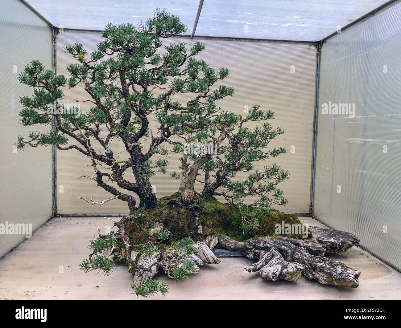 Il pino costiero (Pinus contorta) è un albero comune del Nord America occidentale. È comune vicino alla riva dell'oceano e nelle foreste di montane secche al subalpino, Foto Stock