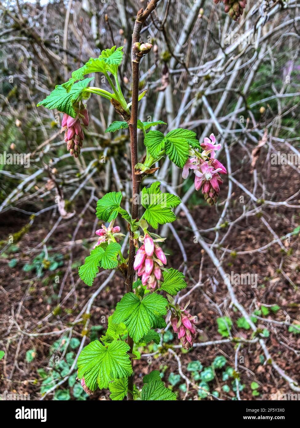 Il ribes sanguinoso (Ribes sanguineum) è una specie nordamericana di pianta fiorente nella famiglia delle Grossulariaceae, nativo degli Stati Uniti occidentali e. Foto Stock