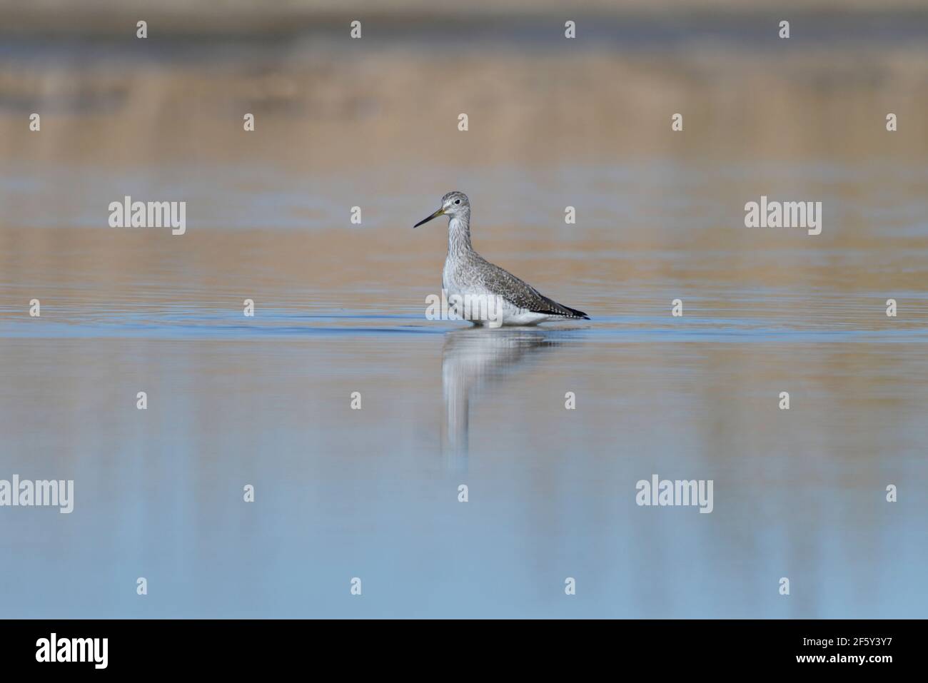 Le grandi gambe giallastre si infiltrano in acqua con riflessi dorati del mattino. Foto Stock
