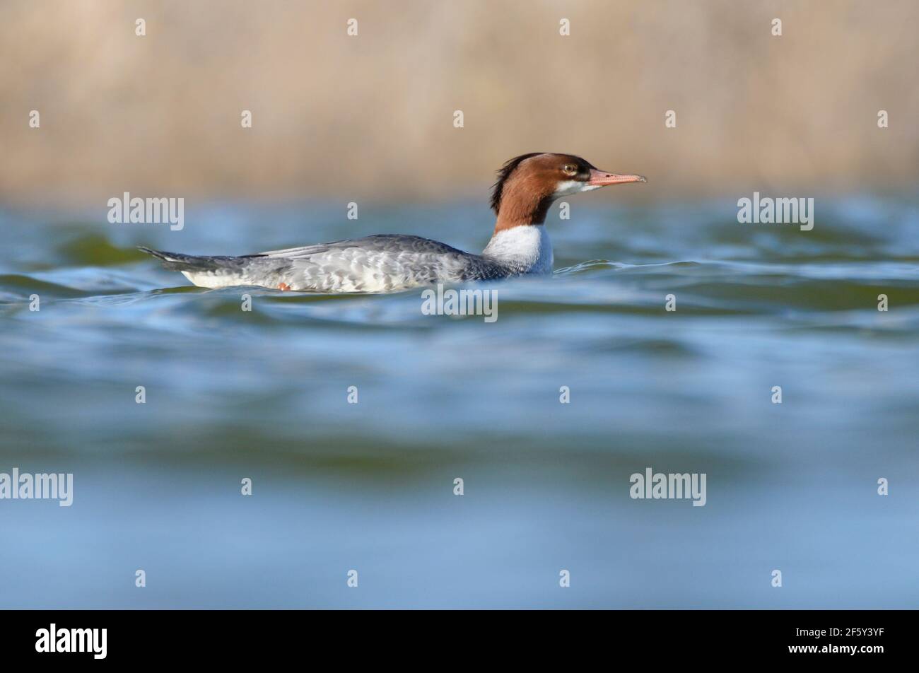 Merganser comune nuota in acqua frusciata nel pomeriggio soleggiato. Foto Stock