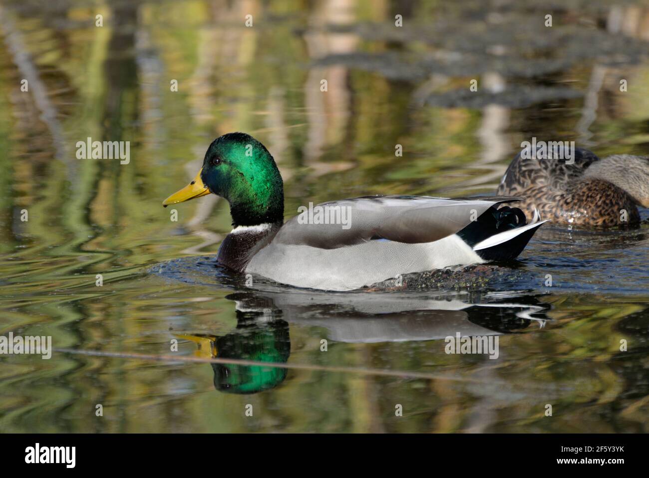 Ritratto d'anatra di Mallard con splendida testa verde iridescente. Foto Stock