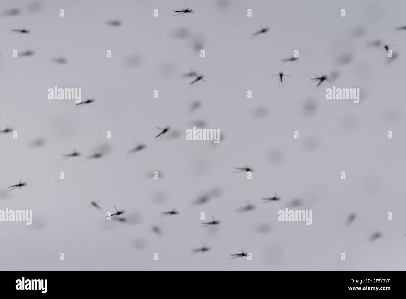 Nuvola di insetti volanti vicino alle paludi di Farmington Bay. Foto Stock