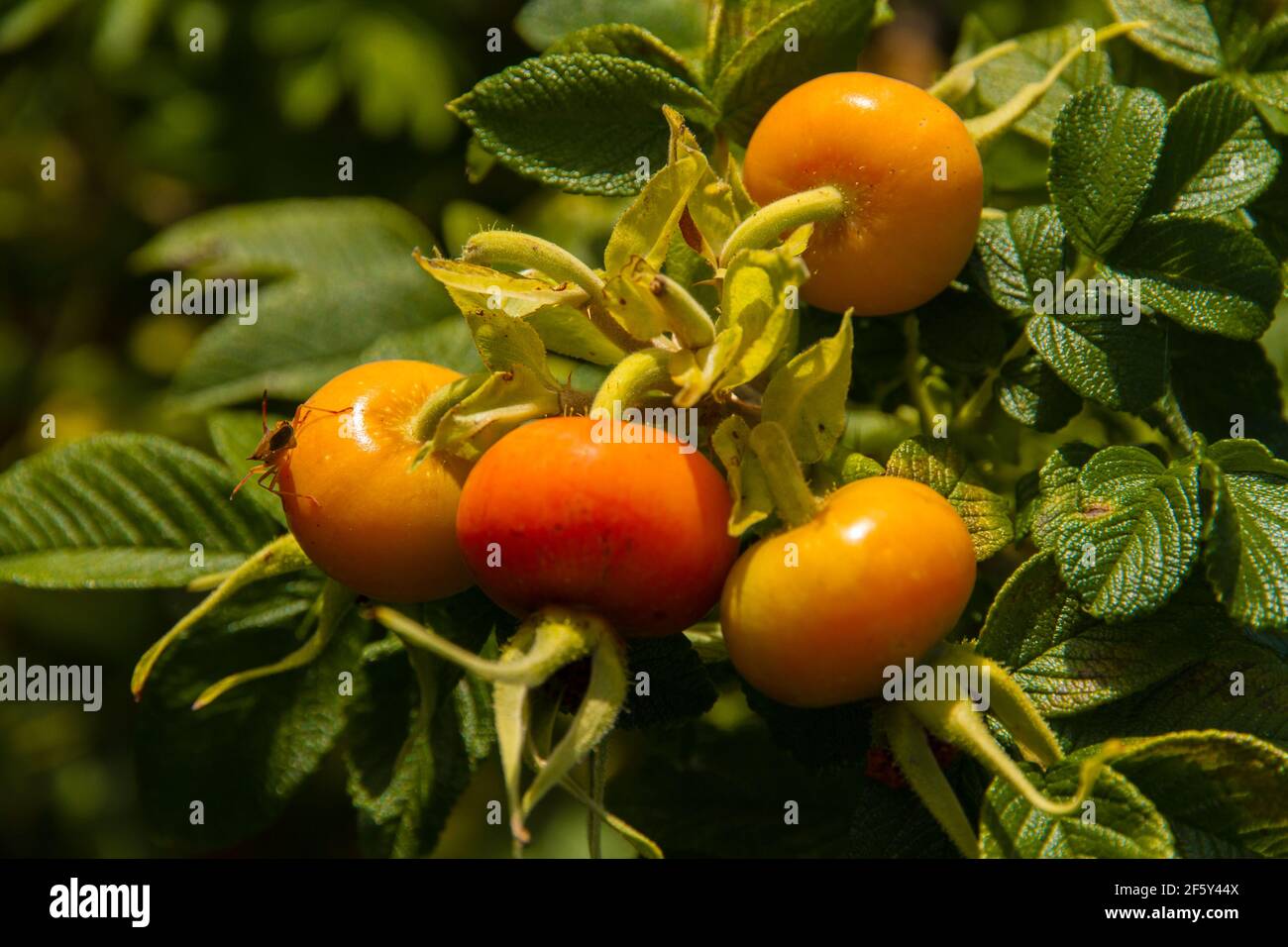 Primo piano di un insetto giallo su alcuni frutti d'arancia circondati da foglie verdi Foto Stock