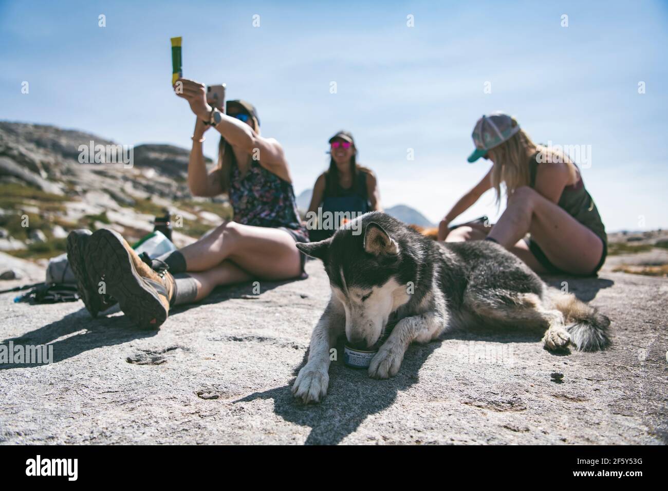 Husky siberiano che mangia cibo in scatola mentre si riposa da donne montagna Foto Stock