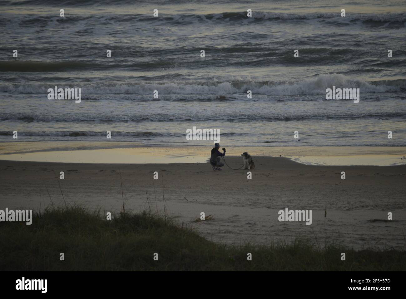 Scattare foto di un animale domestico sulla spiaggia Foto Stock