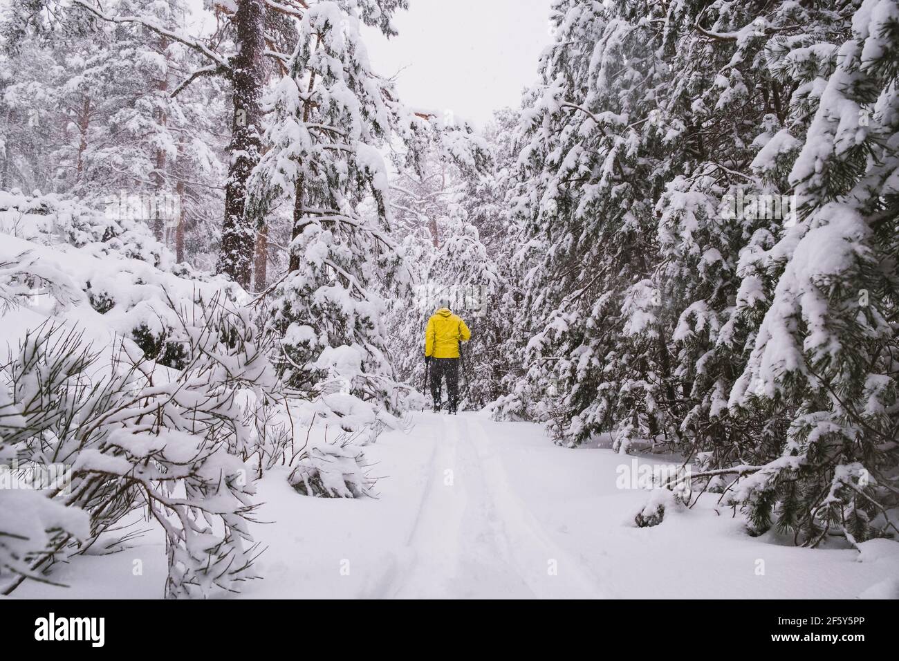 Giovane uomo che indossa una giacca gialla da turismo, sciando attraverso pini innevati in Sierra de Guadarrama, Madrid, Spagna Foto Stock