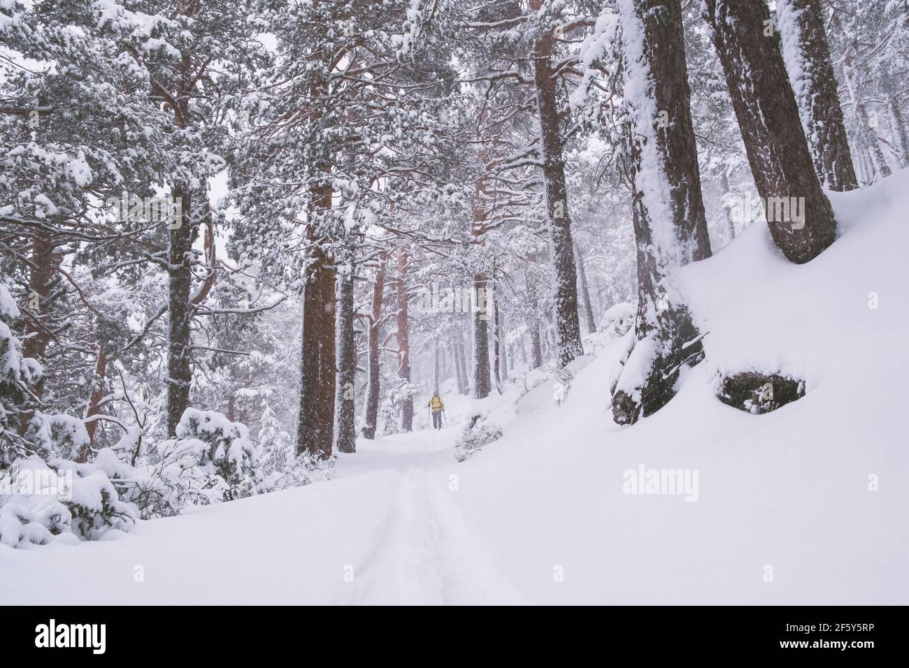 Giovane uomo che indossa una giacca gialla da turismo, sciando attraverso pini innevati in Sierra de Guadarrama, Madrid, Spagna Foto Stock