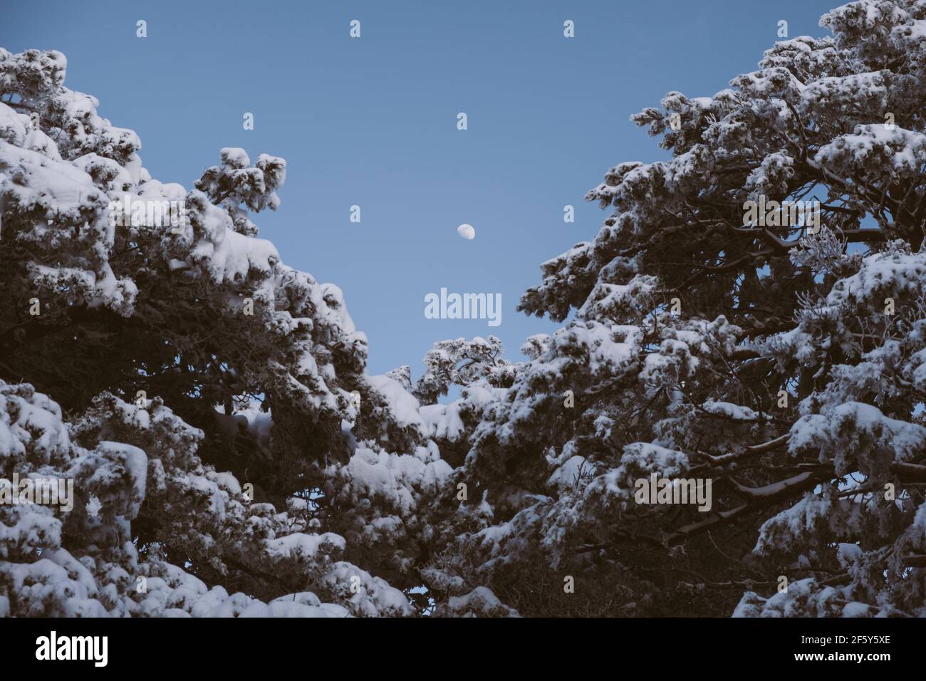 Moonrise su pini innevati in Sierra de Guadarrama, Madrid, Spagna Foto Stock